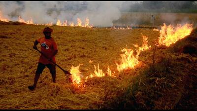 Denouncing the action plan submitted by the Punjab government for preventing stubble burning, the National Green Tribunal (NGT) has sought an amended plan. (ANI) Denouncing the action plan submitted by the Punjab government for preventing stubble burning, the National Green Tribunal (NGT) has sought an amended plan. (ANI)