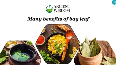 Bay leaf has been in use since ancient times in traditional and folk medicines. Bay leaf has been in use since ancient times in traditional and folk medicines.