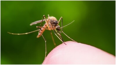 Cameroon becomes the first country to roll out new malaria vaccine (Unsplash) Cameroon becomes the first country to roll out new malaria vaccine (Unsplash)