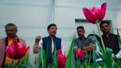 Representative Image: Tulips in bloom inside a tulip growth cum storage chamber ((PTI Photo/Kamal Kishore)) Representative Image: Tulips in bloom inside a tulip growth cum storage chamber ((PTI Photo/Kamal Kishore))
