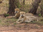 In this file image, cheetahs seen at Kuno National Park (KNP) in Madhya Pradesh's Sheopur district. 