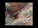 Snapshot of the elephant stuck in a trench. 