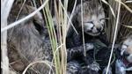 Cheetah Jwala had given birth to four cubs in March 2023, but only one survived. (File)