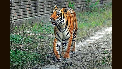 A Royal Bengal Tiger at the Tiger safari in Ludhiana on Tuesday. (Gurpreet Singh/HT) A Royal Bengal Tiger at the Tiger safari in Ludhiana on Tuesday. (Gurpreet Singh/HT)