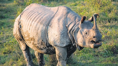 An Indian rhino at the Kaziranga National Park in Assam. (Shutterstock/ Representational image) An Indian rhino at the Kaziranga National Park in Assam. (Shutterstock/ Representational image)