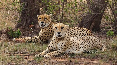 In this file image, cheetahs seen at Kuno National Park (KNP) in Madhya Pradesh's Sheopur district. (PTI) In this file image, cheetahs seen at Kuno National Park (KNP) in Madhya Pradesh's Sheopur district. (PTI)
