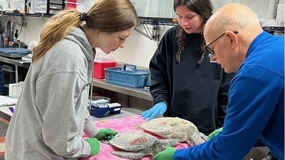Deceased turtles will be necropsied and used for research. ( NC State University Center for Marine Sciences and Technology/Facebook)