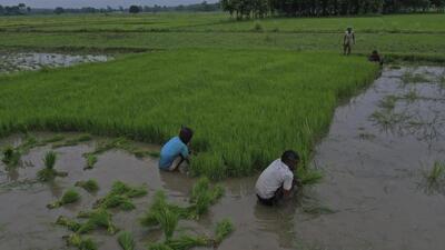 Union agri ministry has initiated a survey of various villages in Ludhiana district to assess different types of crops, including the GSC-7 variety of mustard and types of wheat. (HT File Photo) Union agri ministry has initiated a survey of various villages in Ludhiana district to assess different types of crops, including the GSC-7 variety of mustard and types of wheat. (HT File Photo)