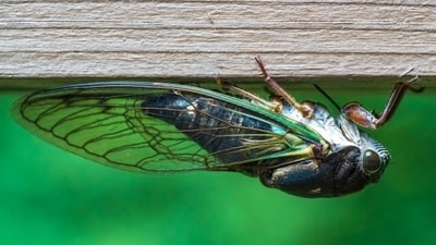 It is estimated that billions of cicadas will emerge from underground in this rare event happening after 221 years in the US. (Unsplash/@ifilter)