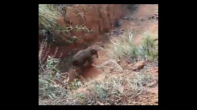 Snapshot of the elephant stuck in a trench. (X/@Susanta Nanda)