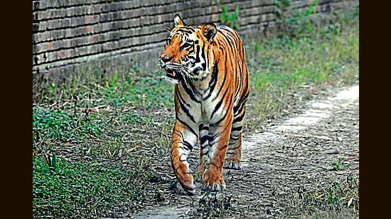 A Royal Bengal Tiger at the Tiger safari in Ludhiana on Tuesday. (Gurpreet Singh/HT)