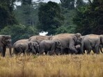 A herd of elephants gathers near a rice field at Borkala village, in Nagaon district, Thursday, Dec. 7, 2023. (PTI Photo) (PTI12_07_2023_000196B) (PTI FILE/REPRESENTATIVE IMAGE)