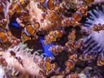 Clownfish