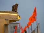 Monkey seen near Ram Janmabhoomi Temple premises in Ayodhya Monkey seen near Ram Janmabhoomi Temple premises in Ayodhya
