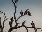 Vultures play a crucial role in maintaining the ecosystem. (Representational image) Vultures play a crucial role in maintaining the ecosystem. (Representational image)