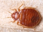 Bed bugs have shown a recent and rapid global expansion. Bed bugs have shown a recent and rapid global expansion.