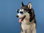 Caring for your beloved companion involves more than ensuring their physical well-being; it's equally crucial to provide mental stimulation for your dog. 