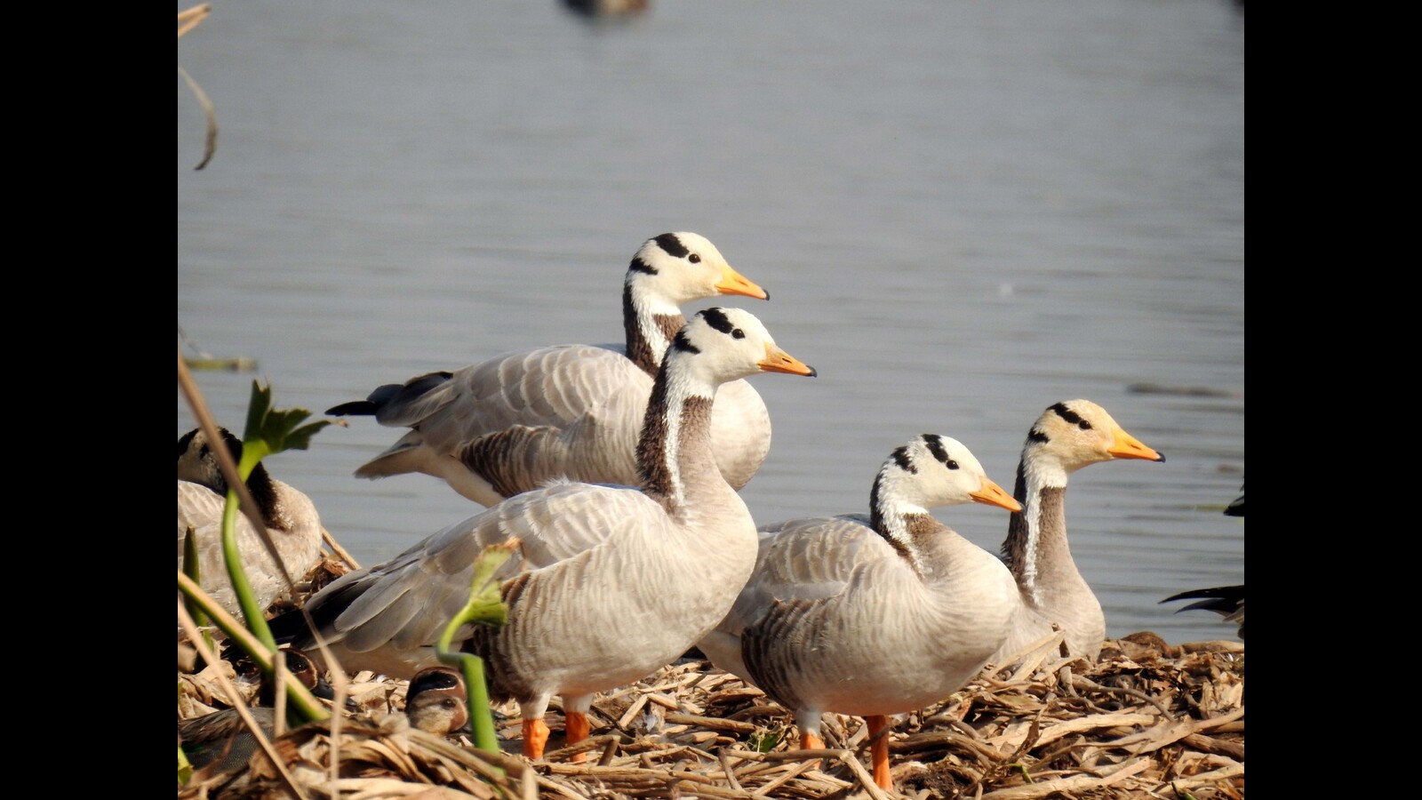 Decline in migratory birds at Mathura wetland - Vimarsana News