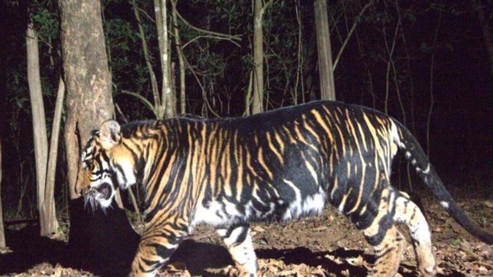 Odisha's melanistic tiger safari, announced by Naveen Patnaik, may open in Oct | Latest News India - Vimarsana News