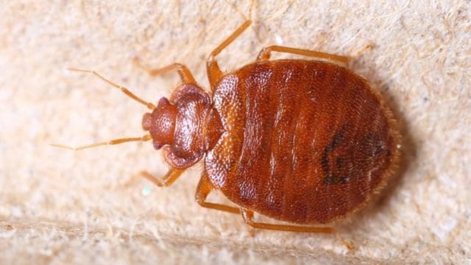 From Chicago to New York, here are 2024's worst cities in US for bed bugs - Vimarsana News