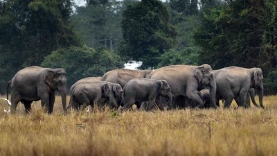 A herd of elephants gathers near a rice field at Borkala village, in Nagaon district, Thursday, Dec. 7, 2023. (PTI Photo) (PTI12_07_2023_000196B) (PTI FILE/REPRESENTATIVE IMAGE) A herd of elephants gathers near a rice field at Borkala village, in Nagaon district, Thursday, Dec. 7, 2023. (PTI Photo) (PTI12_07_2023_000196B) (PTI FILE/REPRESENTATIVE IMAGE)