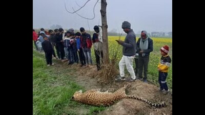 A male leopard was found dead in the field of a farmer Balbeer Singh in Palanpur village. (HT)