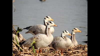 Bar-headed geese. (Sourced)