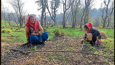 In Kangra district, farmers have reported that wheat plants are already showing signs of stress with yellowing and the situation is expected to worsen if there is no rainfall soon (HT Photo) In Kangra district, farmers have reported that wheat plants are already showing signs of stress with yellowing and the situation is expected to worsen if there is no rainfall soon (HT Photo)