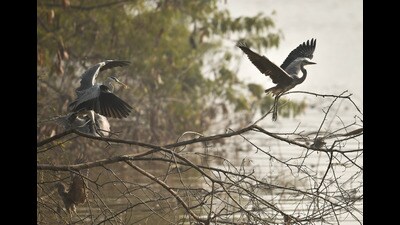 Migratory birds at Sukhna Lake in Chandigarh went down by 60-70% due to extreme cold conditions. (HT Photo) Migratory birds at Sukhna Lake in Chandigarh went down by 60-70% due to extreme cold conditions. (HT Photo)