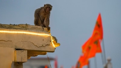 Monkey seen near Ram Janmabhoomi Temple premises in Ayodhya (PTI File)