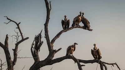 Vultures play a crucial role in maintaining the ecosystem. (Representational image) (Unsplash) Vultures play a crucial role in maintaining the ecosystem. (Representational image) (Unsplash)