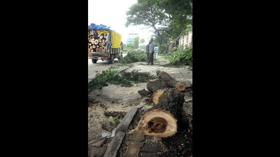 Due to this apathy on the part of the PCMC, trees are being felled/pruned indiscriminately across the twin city. (HT PHOTO)