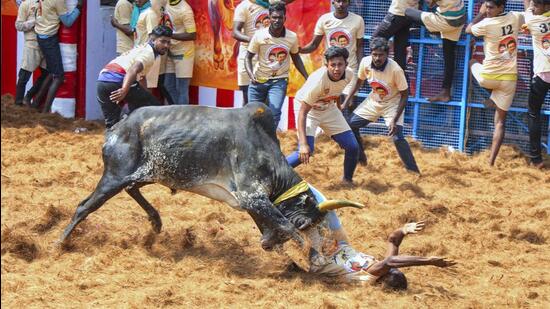People participate in the 'Jallikattu' event, at an arena named after former Tamil Nadu chief minister M. Karunanidhi in Madurai district on Wednesday. (PTI)