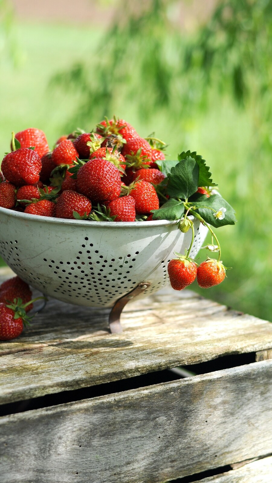 strawberry