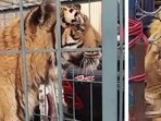 Visuals shared on social media showed PML-N supporters taking selfies with the lion and tiger locked in iron cages. 