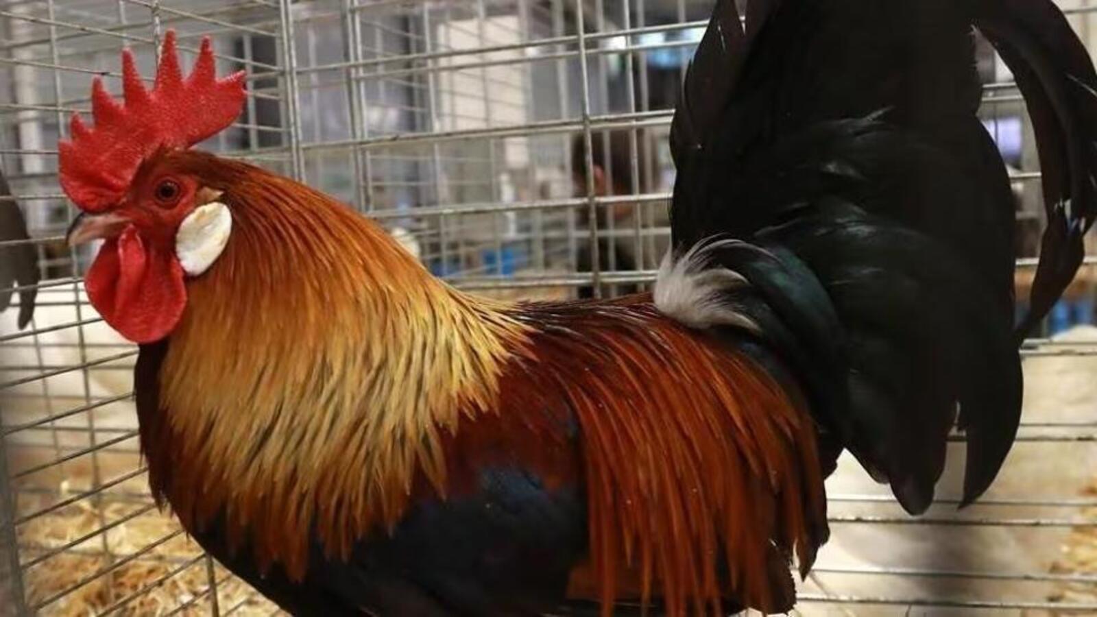 Caught in cockfight in Punjab, rooster to be brought to court - Vimarsana News