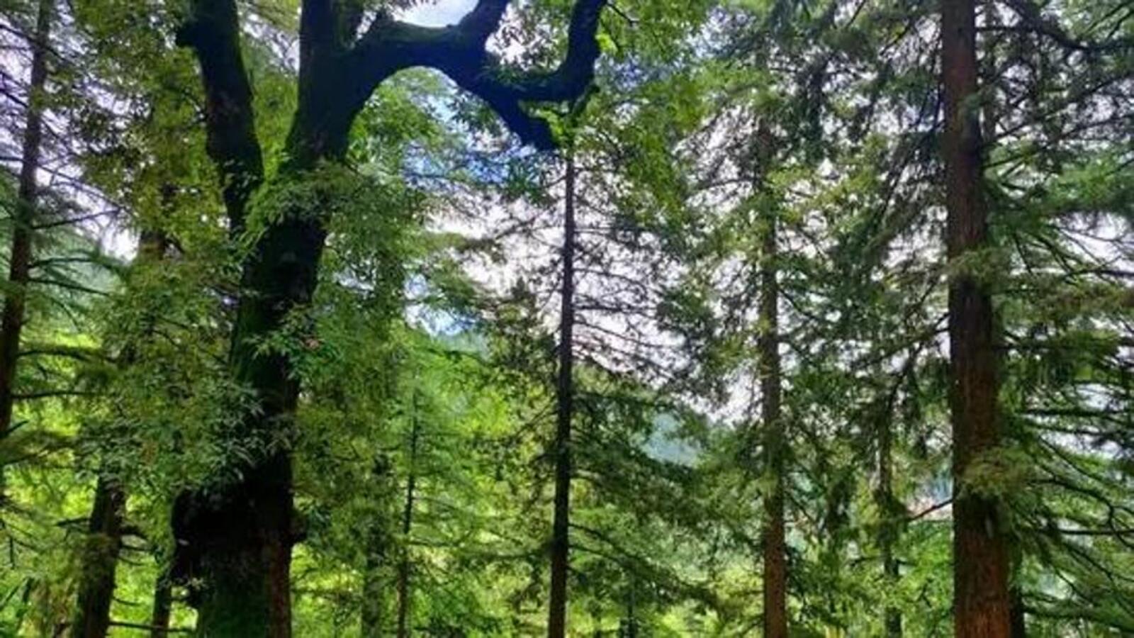 NGT seeks explanation from Assam on diversion of forest land for police battalion - Vimarsana News