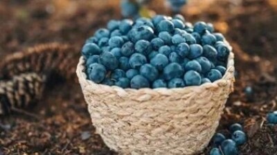 Blueberries also help in improving gut microbiome, and boosting brain health, when added to the diet on a daily basis.&nbsp; (Unsplash)