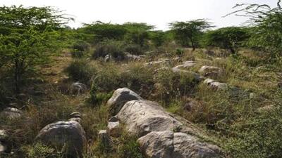 In Delhi, any area over 2.5 acres with over 100 trees per acre is called a deemed forest. (HT Archive)
