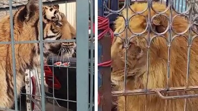 Visuals shared on social media showed PML-N supporters taking selfies with the lion and tiger locked in iron cages. (X) Visuals shared on social media showed PML-N supporters taking selfies with the lion and tiger locked in iron cages. (X)