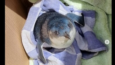 Snapshot of the penguin rescued from the runway. (Instagram/@Wellington Airport) Snapshot of the penguin rescued from the runway. (Instagram/@Wellington Airport)