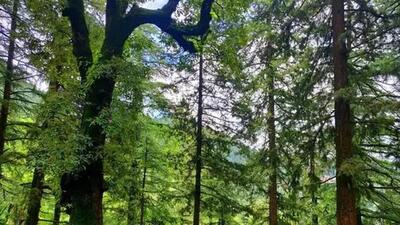 The protected forest is located near the Assam-Mizoram border in Hailakandi district. (Representative Image) The protected forest is located near the Assam-Mizoram border in Hailakandi district. (Representative Image)