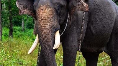 The woman, identified as Mollera Rathna (48), a labourer in a coffee estate, was trampled by the elephant while she was going to fetch provisions for her home. (HT Archives (For representation)) The woman, identified as Mollera Rathna (48), a labourer in a coffee estate, was trampled by the elephant while she was going to fetch provisions for her home. (HT Archives (For representation))