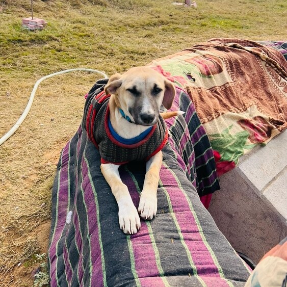 Minky gets along with other canines and will surely mingle well in a household that has children. Minky gets along with other canines and will surely mingle well in a household that has children.
