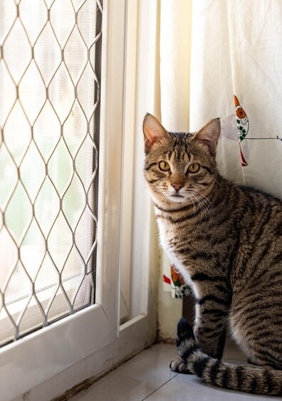 Teddy is a no-fuss boy who gets along very well with other felines. Teddy is a no-fuss boy who gets along very well with other felines.