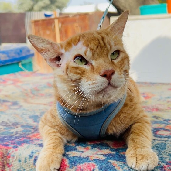Tom needs parents who can show patience towards him. But once he opens up, he's sure to dote on you. Tom needs parents who can show patience towards him. But once he opens up, he's sure to dote on you.