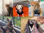 Meet the doggos and cattos who are waiting patiently for their pawsome parents and furever homes! Meet the doggos and cattos who are waiting patiently for their pawsome parents and furever homes!