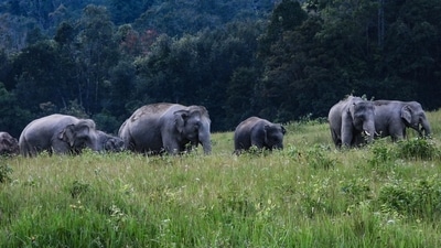 Khao Yai National Park Khao Yai National Park