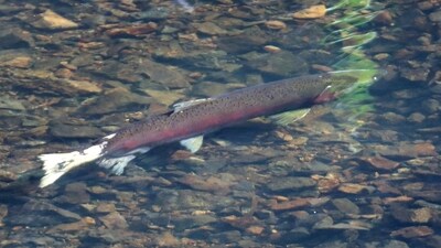 FILE PHOTO: An endangered coho salmon swims during spawning season in Lagunitas Creek in Marin County, California, U.S. January 13, 2022. Picture taken January 13, 2022. REUTERS/Nathan Frandino/File Photo (REUTERS)