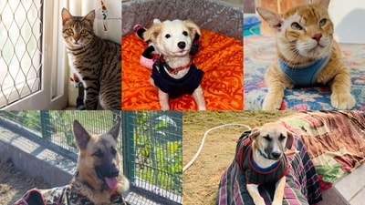 Meet the doggos and cattos who are waiting patiently for their pawsome parents and furever homes! Meet the doggos and cattos who are waiting patiently for their pawsome parents and furever homes!